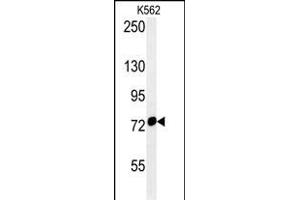 HS Antibody (Center) (ABIN654119 and ABIN2843996) western blot analysis in K562 cell line lysates (35 μg/lane). (HSPA9 Antikörper  (AA 273-301))