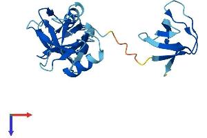 GRAP Protein (AA 1-217) (His tag)