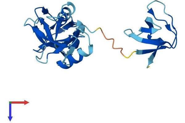 GRAP Protein (AA 1-217) (His tag)