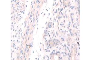 IHC-P analysis of Mouse Tissue, with DAB staining. (OGN Antikörper  (AA 180-298))