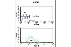 DMC1 Antibody (N-term) (ABIN653277 and ABIN2842793) flow cytometric analysis of CEM cells (bottom histogram) compared to a negative control cell (top histogram). (DMC1 Antikörper  (N-Term))