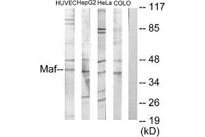 Western blot analysis of extracts from HuvEc cells, HepG2 cells, HeLa cells and COLO205 cells, using MAF antibody. (MAF Antikörper  (C-Term))