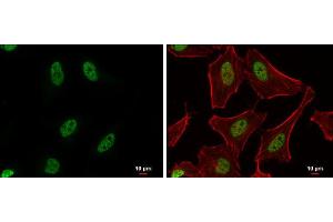 ICC/IF Image PUF60 antibody detects PUF60 protein at nucleus by immunofluorescent analysis.