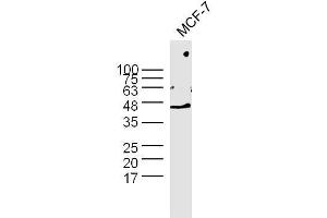MCF-7 cell lysates probed with Rabbit Anti-GAPDH Polyclonal Antibody  at 1:300 overnight at 4˚C. (GAPDH Antikörper  (AA 101-200))