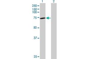Western Blot analysis of GNE expression in transfected 293T cell line by GNE MaxPab polyclonal antibody. (GNE Antikörper  (AA 1-722))