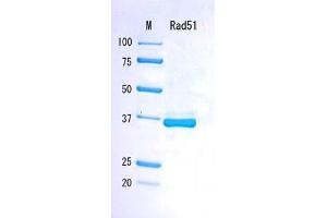 SDS-PAGE (SDS) image for DNA Repair Protein Homolog 1 (RAD51) (Active) protein (ABIN2452204) (RAD51 Protein)
