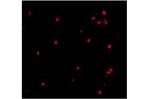 AP20056PU-N ATG7 antibody staining of L1210 cells by Immunofluoresecnce at 10 μg/ml. (ATG7 Antikörper  (N-Term))