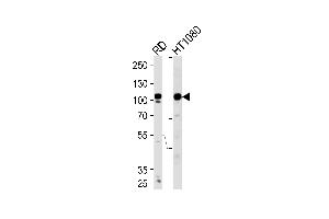 Western blot analysis of lysates from RD,HT1080 cell line (from left to right),using ATP2A1 Antibody . (ATP2A1/SERCA1 Antikörper  (C-Term))