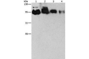 Western Blot analysis of Hela, PC3, 231 and 293T cell using EPS15L1 Polyclonal Antibody at dilution of 1:350 (EPS15L1 Antikörper)