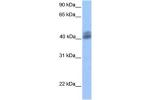 Western Blotting (WB) image for anti-Hypothetical LOC653135 (LOC653135) antibody (ABIN2463402) (LOC653135 Antikörper)