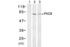 Western blot analysis of extract from HT-29 (Lane 1 and 2) and K562 cells (Lane 3) treated with Anisomycin (1mM, 30min), using PKCθ (Ab-695) antibody (E021185). (PKC theta Antikörper)