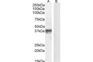 ABIN625827 (1 μg/mL) staining of Mouse Skin lysate (A) + peptide (B) (35 μg protein in RIPA buffer).