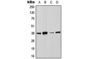Western blot analysis of Annexin A2 (pS26) expression in MCF7 (A), HCT116 (B), HeLa (C), NIH3T3 (D) whole cell lysates.