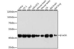Western blot analysis of extracts of various cell lines, using β-actin antibody. (beta Actin Antikörper)