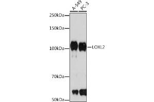 Western blot analysis of extracts of various cell lines, using LOXL2 Rabbit mAb (ABIN7268348) at 1:1000 dilution. (LOXL2 Antikörper)