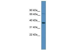 Western Blot showing OR1S1 antibody used at a concentration of 1.