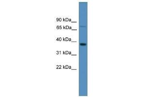 Western Blot showing OR1S1 antibody used at a concentration of 1. (OR1S1 Antikörper  (C-Term))