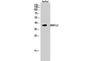 Western Blotting (WB) image for anti-Mitochondrial Ribosomal Protein L38 (MRPL38) (Internal Region) antibody (ABIN3185653)