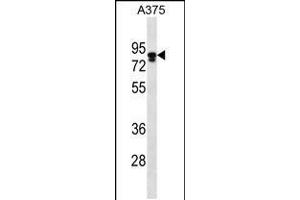 Western blot analysis in A375 cell line lysates (35ug/lane). (Melanophilin Antikörper  (C-Term))