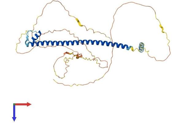 CREB3L4 Protein (AA 1-395) (His tag)