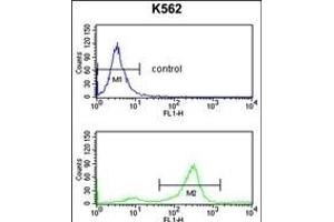TSN2 Antibody (Center) (ABIN653269 and ABIN2842786) flow cytometry analysis of K562 cells (bottom histogram) comred to a negative control cell (top histogram). (Tetraspanin 2 Antikörper  (AA 109-137))