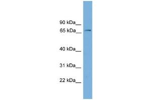 WB Suggested Anti-Fbxw7 Antibody Titration:  0. (FBXW7 Antikörper  (Middle Region))