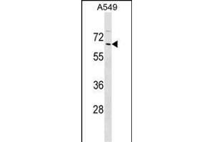 ZN Antibody (N-term) (ABIN1539043 and ABIN2849455) western blot analysis in A549 cell line lysates (35 μg/lane). (ZNF675 Antikörper  (N-Term))
