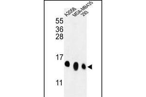 Western blot analysis of RPL36 Antibody (N-term) (ABIN653584 and ABIN2842958) in , MDA-M, 293 cell line lysates (35 μg/lane).