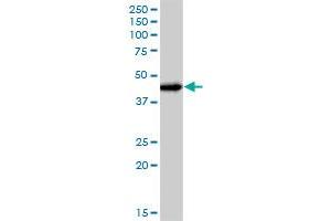 JUNB MaxPab polyclonal antibody. (JunB Antikörper  (AA 1-347))