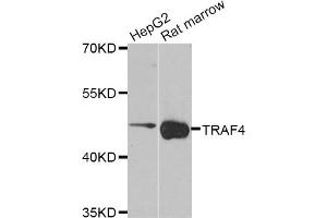 Western blot analysis of extracts of HepG2 and Rat marrow cell lines, using TRAF4 antibody. (TRAF4 Antikörper)