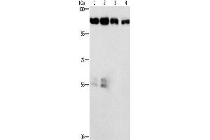 Western Blotting (WB) image for anti-Cyclin-Dependent Kinase 11B (CDK11B) antibody (ABIN2434436) (CDK11 Antikörper)