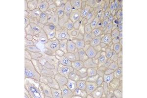 Immunohistochemistry of paraffin-embedded human esophagus using ANXA1 antibody. (Annexin a1 Antikörper  (AA 1-346))