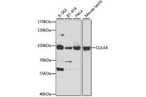Western blot analysis of extracts of various cell lines, using CUL4A antibody. (Cullin 4A Antikörper)