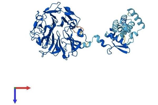RCBTB2 Protein (AA 1-551) (His tag)