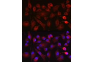 Immunofluorescence analysis of A-549 cells using NOX5 Rabbit pAb (ABIN6133125, ABIN6144754, ABIN6144755 and ABIN6222951) at dilution of 1:100 (40x lens). (NOX5 Antikörper  (AA 661-765))