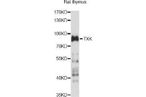Western blot analysis of extracts of rat thymus, using TXK antibody (ABIN6293078) at 1:1000 dilution. (TXK Antikörper)
