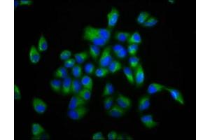 Immunofluorescence staining of Hela cells with ABIN7152990 at 1:133, counter-stained with DAPI.