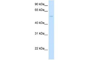WB Suggested Anti-UGT1A1 Antibody Titration:  2. (UGT1A1 Antikörper  (Middle Region))