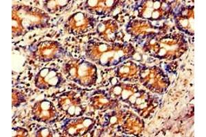 Immunohistochemistry of paraffin-embedded human small intestine tissue using ABIN7156868 at dilution of 1:100 (IL23A Antikörper  (AA 20-155))