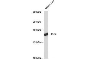 Western blot analysis of extracts of Mouse liver using PER2 Polyclonal Antibody at dilution of 1:3000. (PER2 Antikörper)