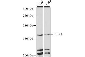 Western blot analysis of extracts of various cell lines, using LTBP3 antibody (ABIN7268190) at 1:1000 dilution. (LTBP3 Antikörper  (AA 1004-1303))