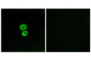 Immunofluorescence (IF) image for anti-Interferon-Induced Transmembrane Protein 3 (IFITM3) (N-Term) antibody (ABIN1850398)