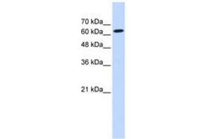Image no. 1 for anti-Eukaryotic Translation Initiation Factor 2D (EIF2D) (AA 503-552) antibody (ABIN6740690) (EIF2D Antikörper  (AA 503-552))