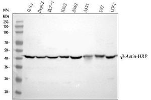 Western blot analysis of beta-Actin using anti-beta-Actin antibody (ABIN7603251). (beta Actin Antikörper  (N-Term) (HRP))
