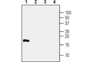 Western blot analysis of 100 ng human recombinant CDNF (lanes 1 and 3) and 100 ng human recombinant MANF (lanes 2 and 4):  - 1,2. (CDNF Antikörper  (Mature))