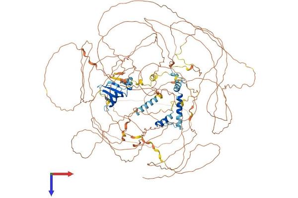 Ataxin 2 Protein (ATXN2) (AA 1-1285) (His tag)