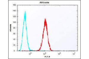Overlay histogram showing F9 cells stained with (ABIN6243185 and ABIN6577831) (red line). (ERAS Antikörper  (N-Term))