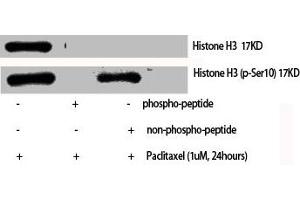 Western Blot analysis of various cells using Phospho-Histone H3 (S10) Polyclonal Antibody (HIST1H3A/HIST2H3A/H3F3A (pSer10) Antikörper)