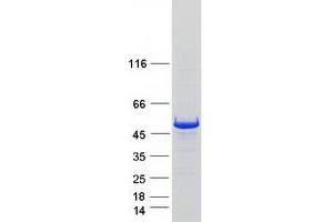Validation with Western Blot