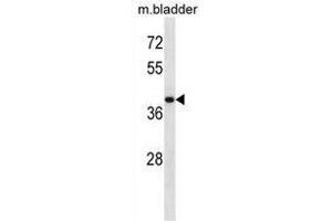 USP12 Antibody (Center) western blot analysis in mouse bladder tissue lysates (35 µg/lane).